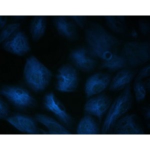 LiFluor™  405 Blue Fluorescent Dye (1 μmol)