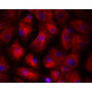 LiFluor™ 555 Red Fluorescent Dye (1 µmol)