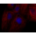 LiFluor™ 594 Red Fluorescent Dye (1 µmol)