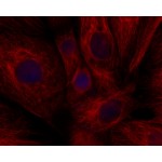 LiFluor™ 750 Red Fluorescent Dye (1 µmol)