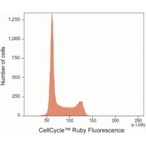 Cell Cycle Ruby Stain (100 rxn)