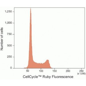 Cell Cycle PI/RNAse Stain Solution (100 rxn)