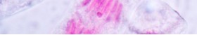 Cell Cycle Stains