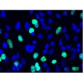 LiFluor™ 488 EdU Imaging Kit (50 rxns)
