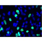 LiFluor™ 488 EdU Imaging Kit (50 rxns)