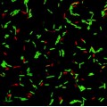 LiFluor™ Bacteria Cell Viability Kit (1000 rxn)