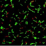 LiFluor™ Bacterial Viability Kit (1000 rxns)