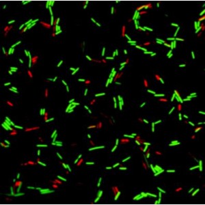 LiFluor™ Bacterial Viability Kit (1000 rxns)
