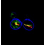 LiFluor™ Yeast Cell Viability Kit (1000 rxn)