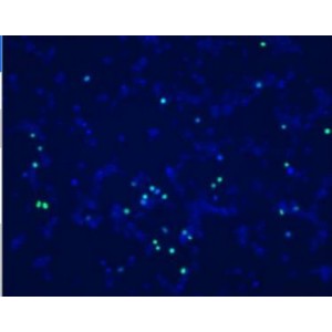 LiFluor™ Cell Viability Imaging Kit (Blue/Green, 2×10 ml)