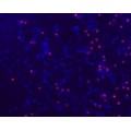 LiFluor™ Cell Viability Imaging Kit (Blue/Red, 2×10 ml)