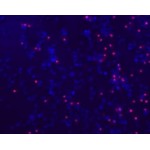 LiFluor™ Red Cell Viability Imaging Kit (2×10 ml)