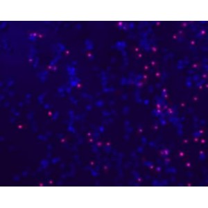 LiFluor™ Red Cell Viability Imaging Kit (2×10 ml)