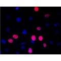LiFluor™ 594 EU Imaging Kit (50 rxns)