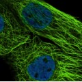 Cytoskeleton Green 488 Stain (5 ml)