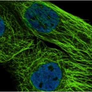 Cytoskeleton Green 488 Stain (5 ml)