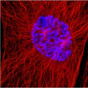 Cytoskeleton Red 555 Stain (5 ml)