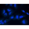 DAPI Fixed Cell Stain (10 ml)