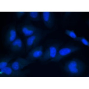 DAPI Fixed Cell Stain (10 ml)