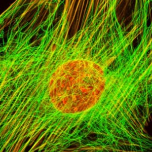 DRAQ5 Fluorescent Probe (50 µl)