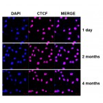 FadeStop™ Fluorescent Mounting Medium with DAPI (25 ml)