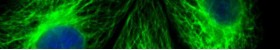 LiFluor™  Fluorescent Dyes