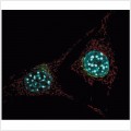Golgi Green Stain (250 μg)