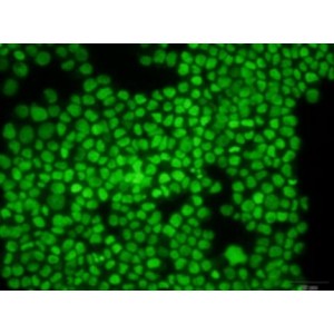 Green 488 Dead Cell Stain (10 ml)