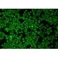 Green 488 Live Cell Stain (10 ml)