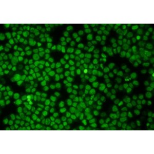Green 488 Live Cell Stain (10 ml)