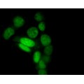 Green Live-cell Nucleic Acid Stain (1 ml)