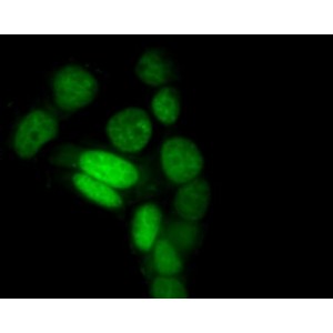 Green Live-cell Nucleic Acid Stain (1 ml)