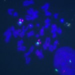 Biotin-14-dATP (50 nmol)