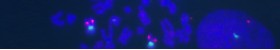 Labeled Nucleotides