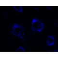 Lysosome Blue Stain (1 ml)