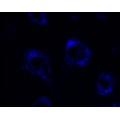 Lysosome Blue (1 ml)