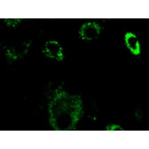 Lysosome Green Stain (1 ml)