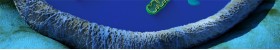 Membrane, Cytosol & Lysosome Stains