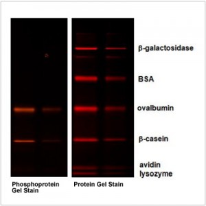 Phosphoprotein Destain Solution (2×500 ml)