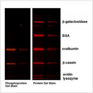 Phosphoprotein Gel Stain (500 ml)