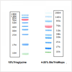 Prestained Protein Marker (2×250 μl)