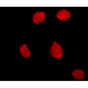 Propidium Iodide Dead Cell Stain (10 ml)