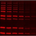 SuperLumin™ Protein Gel Stain (1 ml)