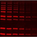 SuperLumin™ Protein Gel Stain (1 ml)