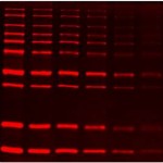 SuperLumin™ Protein Gel Stain (1 ml)