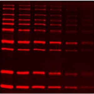 SuperLumin™ Protein Gel Stain (1 ml)