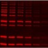 SuperLumin™ Protein Gel Stain (1 ml)