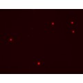 Red live-cell nucleic acid stain (1 ml)