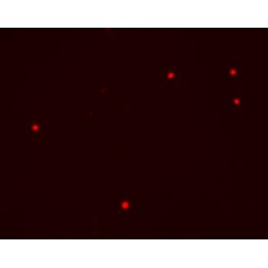 Red live-cell nucleic acid stain (1 ml)