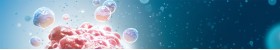 TUNEL Apoptosis Detection Kits